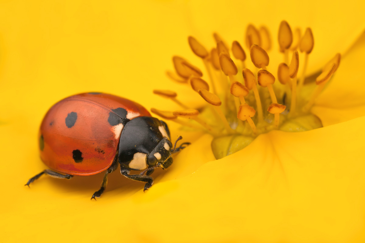 Seven Spot Ladybird 2